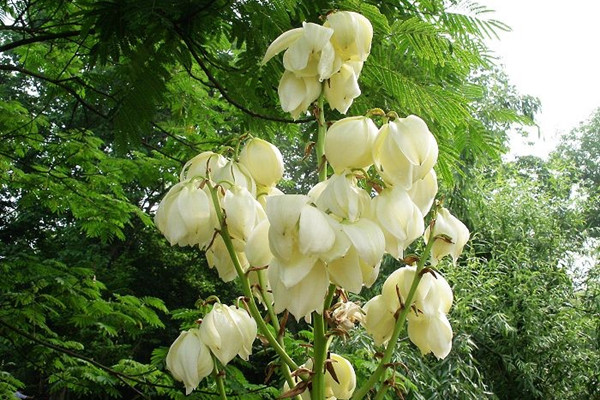 鳳尾蘭炭疽病及其防治方法 鳳尾蘭炭疽病及其防治方法