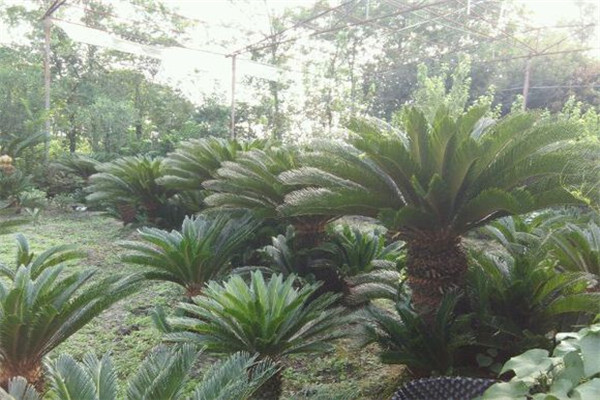 蘇鐵的病蟲害及其防治 蘇鐵的病蟲害及其防治