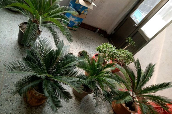 蘇鐵葉子長(zhǎng)太長(zhǎng)怎么辦