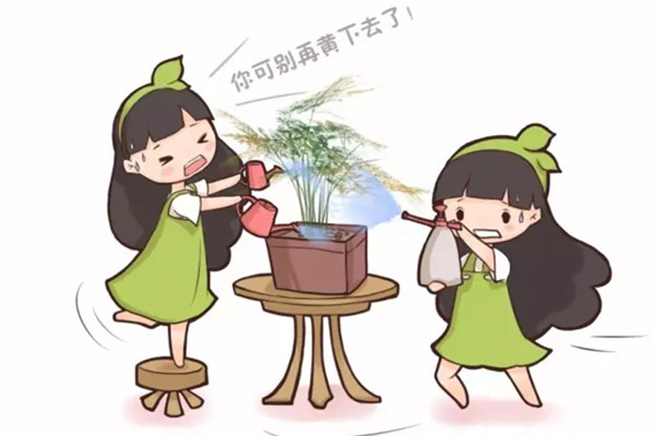 文竹葉子老發(fā)黃？咔咔幾