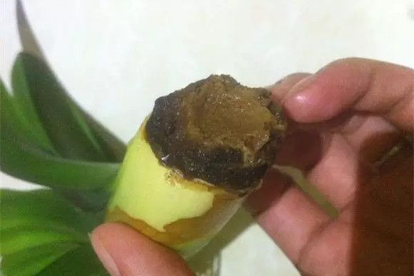 發(fā)財樹虎皮蘭……根全