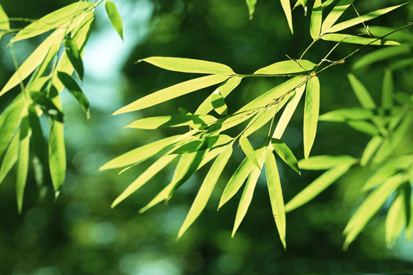 竹子葉尖發(fā)黃怎么辦