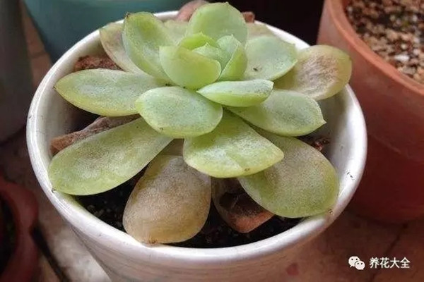 多肉爛根、徒長(zhǎng)、黑腐