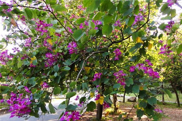 洋紫荊病蟲害及防治措施 洋紫荊病蟲害及防治措施