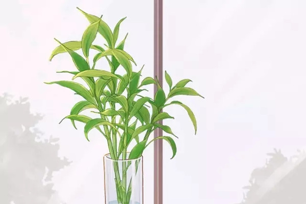 花草水培老是養(yǎng)不好，到