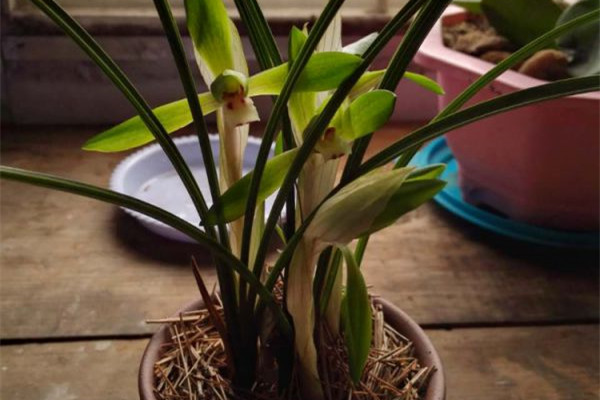 家里的蘭花爛根不開(kāi)花