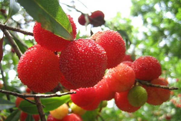 楊梅常見病蟲害及其防