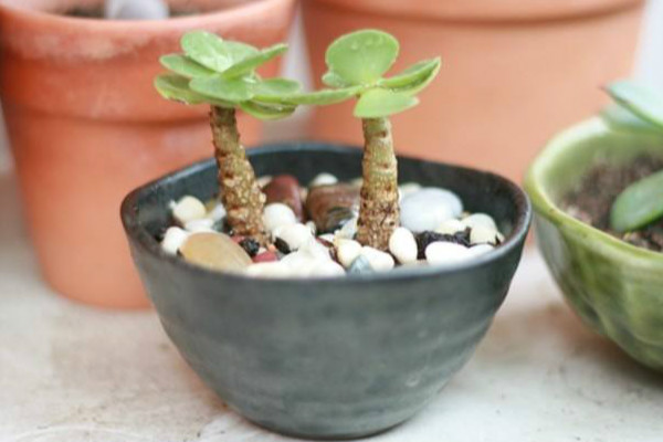 金錢木葉子發(fā)黑怎么辦