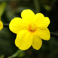 發(fā)財(cái)樹