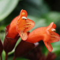 法國(guó)香水花