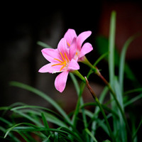 虎眼萬(wàn)年青