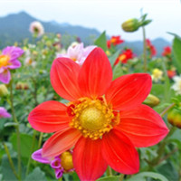 網(wǎng)球花
