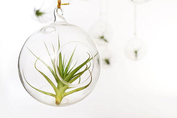 跟大神學習，空氣鳳梨應(yīng)該這么玩