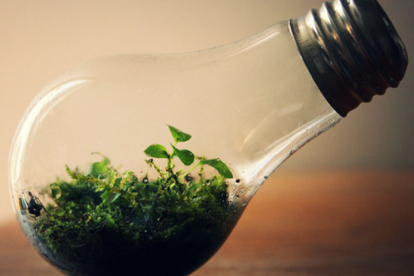 教你把廢棄燈泡秒變創(chuàng)意小花盆,快來看