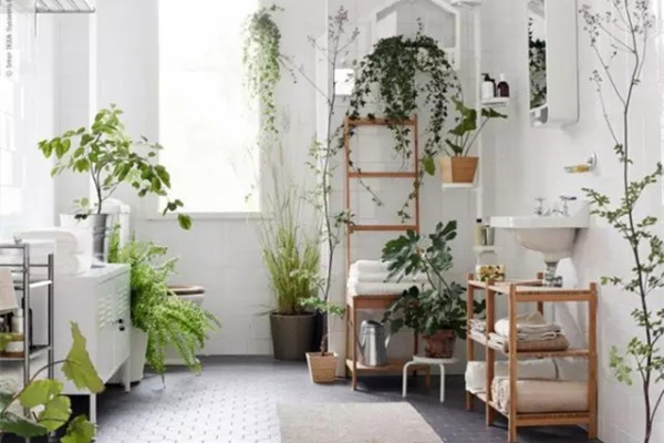 洗手間種滿植物是什么感覺