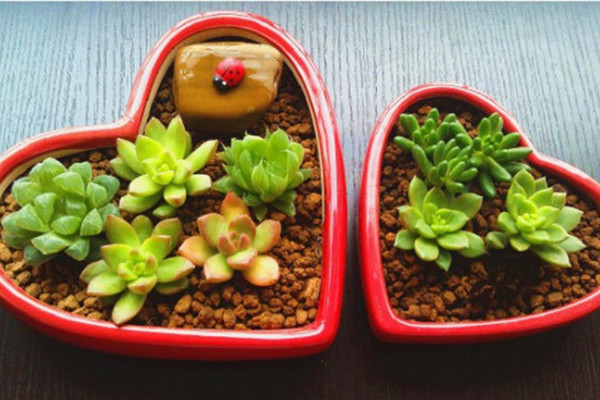 觀葉植物也可以拼盤組盆