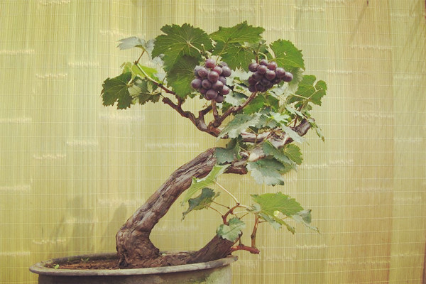 水果盆栽大集合，總有你喜歡的