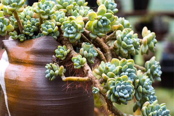 「巨毒」多肉瀑布流來(lái)襲，請(qǐng)自備防毒面具