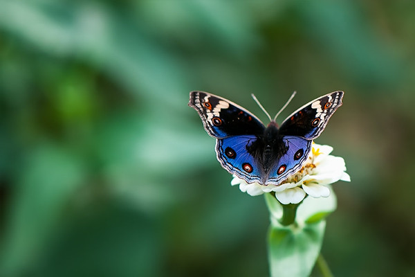 為什么花兒一言不合就蔫給你看