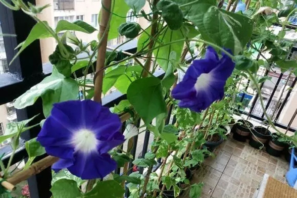 種出來的植物窗簾，隔熱降溫還凈化空氣