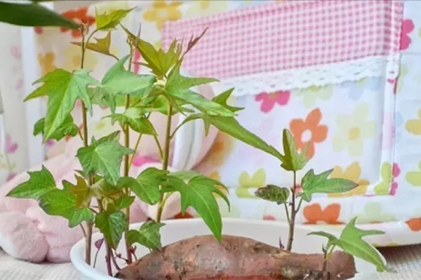 全國人民都在種紅薯盆景，不僅顏值高，還健康美味