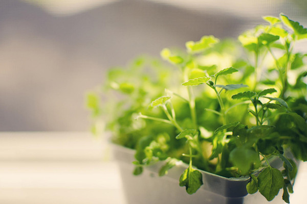 100種室內(nèi)常見植物養(yǎng)護(hù)環(huán)境