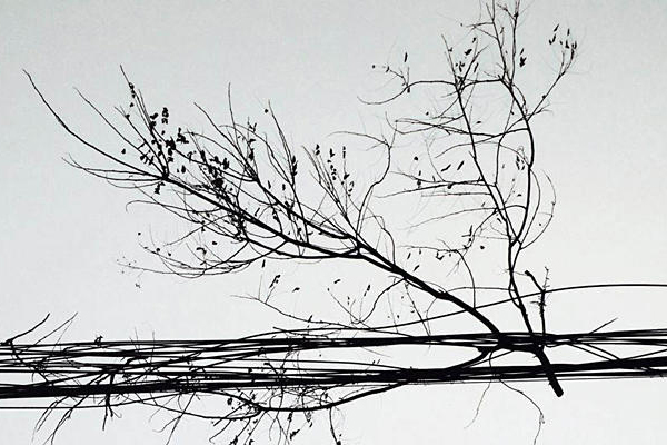 路邊撿回來的樹枝葉能裝飾家居