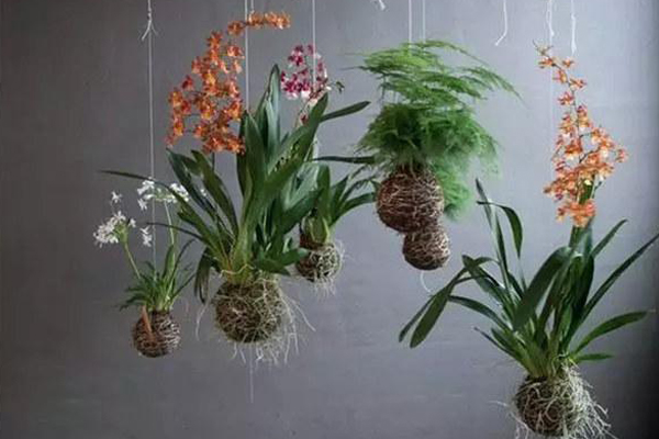 25款吊起來養(yǎng)的植物