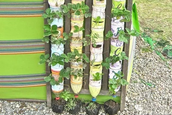 8個(gè)塑料瓶就能擁有一個(gè)立體菜園