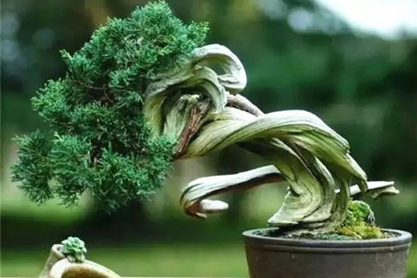 舍利干——越病越美的盆景藝術(shù)