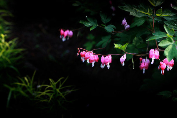 美好的一天從植物開始