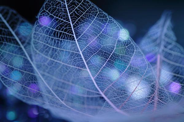 葉脈,美到爆的天然尤物