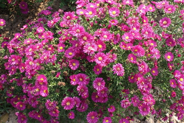 不花一分錢，就能擁有大花園