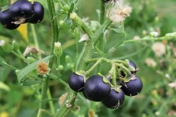 雖然我是野草，但我也用力綻放著青春