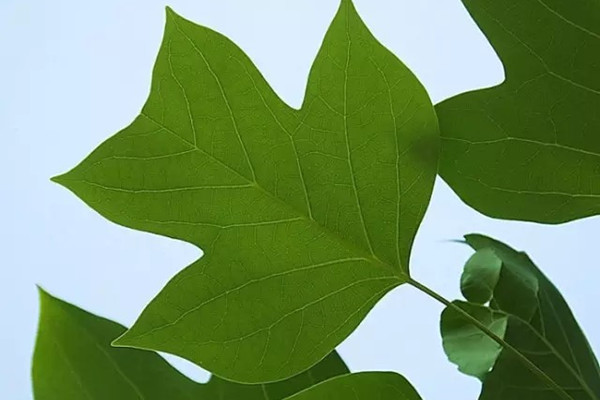 那些頗具特色的植物綠葉，堪比紅花