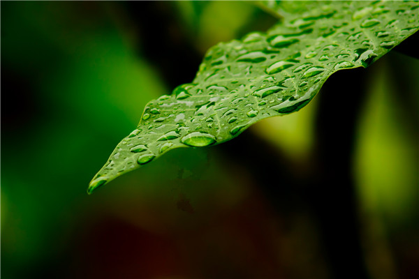 二十四節(jié)氣花草圖