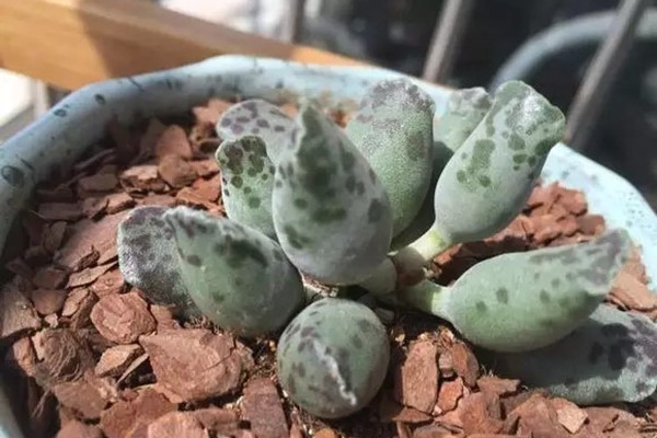 多肉界，它才是最呆萌的