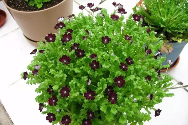 23種世上最黑最黑的花