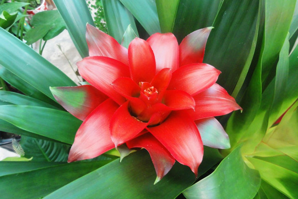 這些常見鳳梨品種，你認(rèn)識幾種