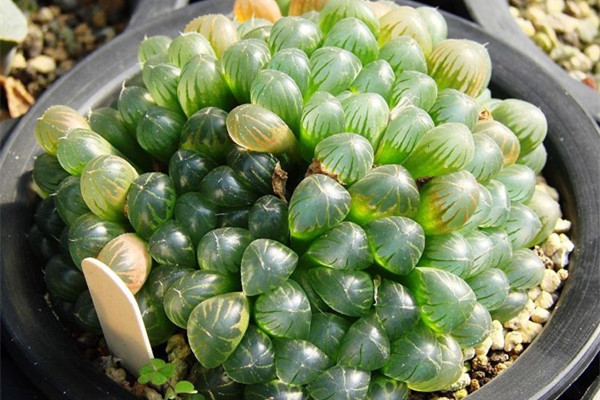 這些植物自己能爆仔，今年1盆明年10盆