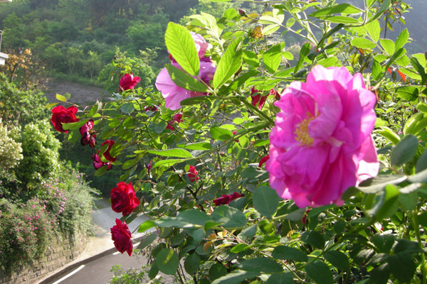 88款仙人球比牡丹還美，比月季還艷