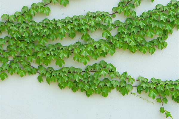 5種必選爬藤植物，觀花賞果能食用