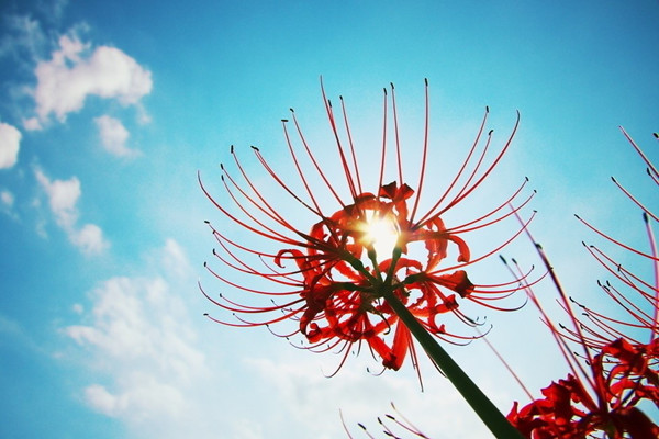 養(yǎng)花與人體健康之間的大秘密，你不能不知道