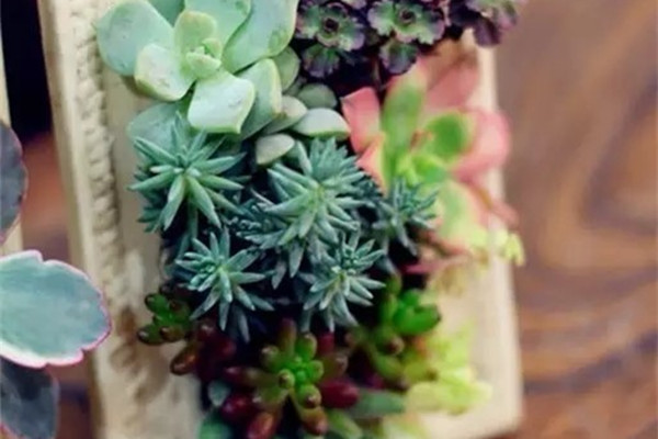 養(yǎng)多肉不占地方？反正我是信了