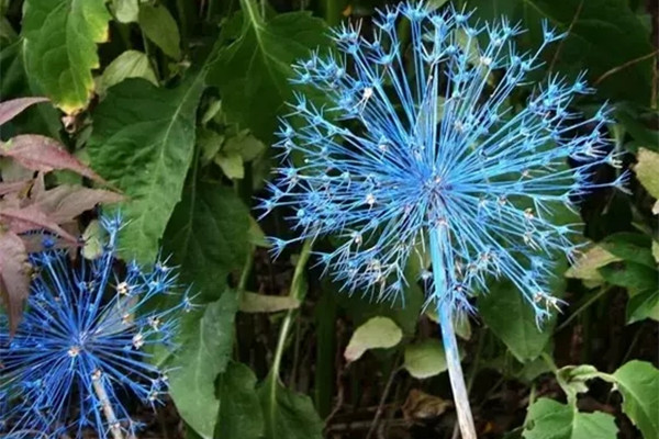 你不知道，蔥也可以辣么辣么美