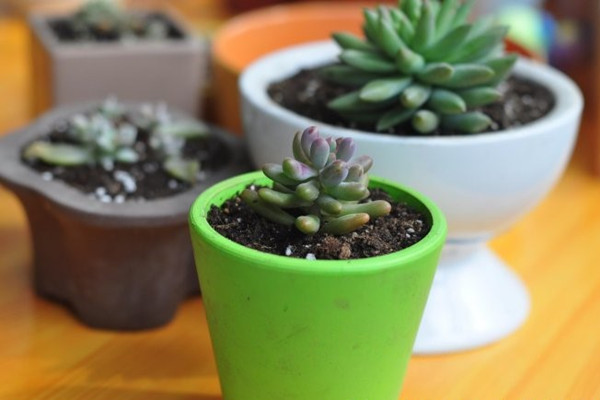 給花換盆，這些注意事項你一定要了解