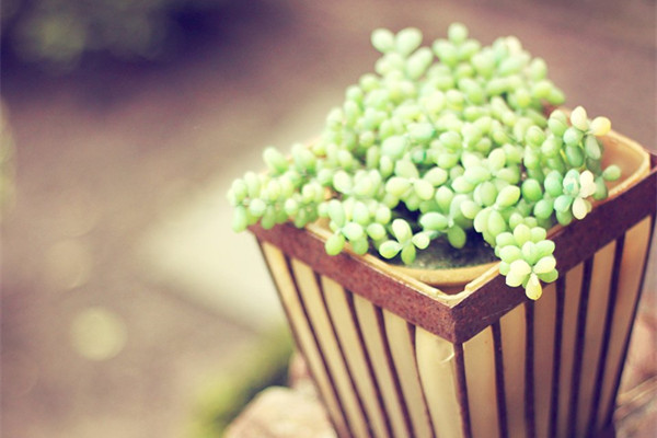 這10種多肉最能滿足你的爆盆心