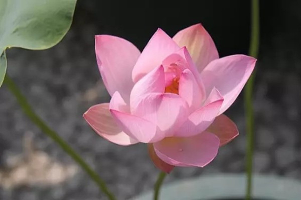 蓮蓬只用來吃太浪費啦！養(yǎng)起來吧