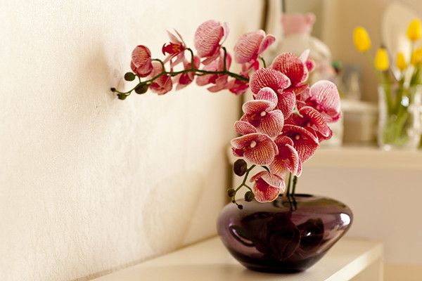 扒一扒，如何避免買到假花、假種子