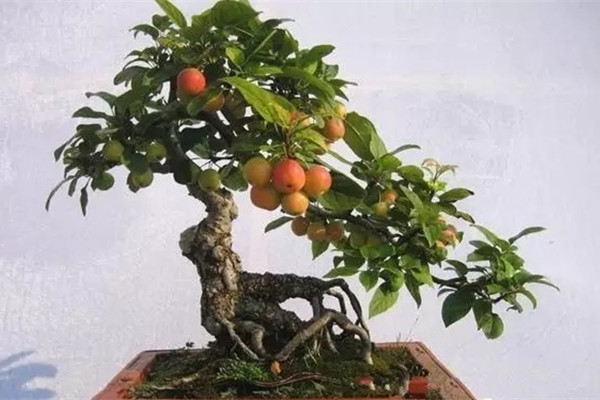 秋天碩果累累的喜悅，你在家也能收獲